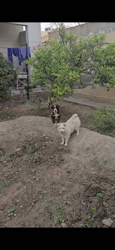 Russian and husky and labrador cross for sale