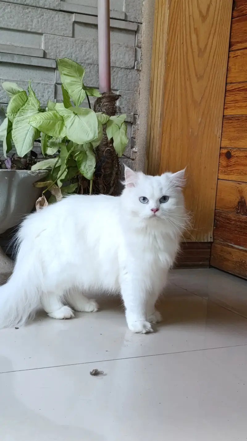 Perisan Kitten For Sale — photo 8