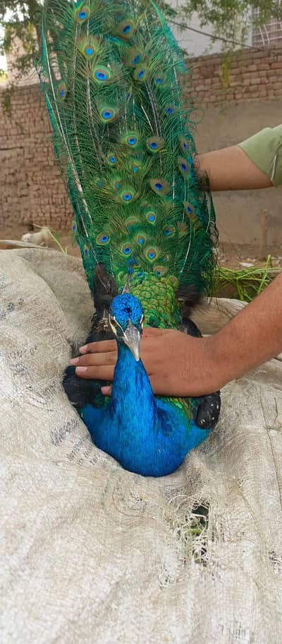 peacock black shoulder