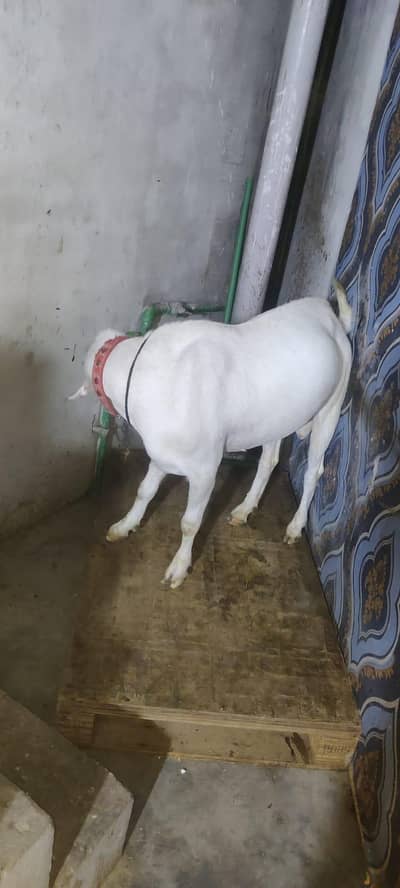 tedda Bakra healthy and active MashAllah Ghar ka pala hova