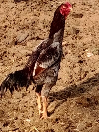 2 Male 1 female Shamo male