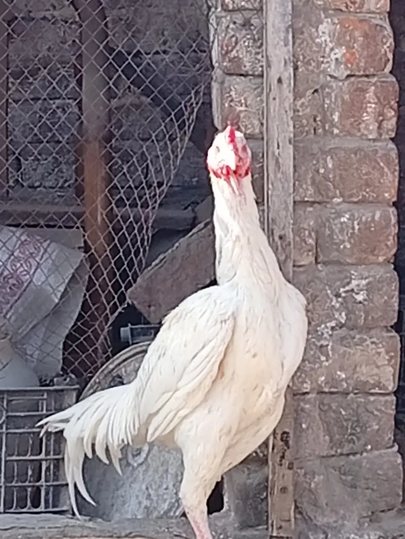 DESI CHICKS   AND  Top Quality WHITE  Heera Aseel Pair FOR SALE — photo 4
