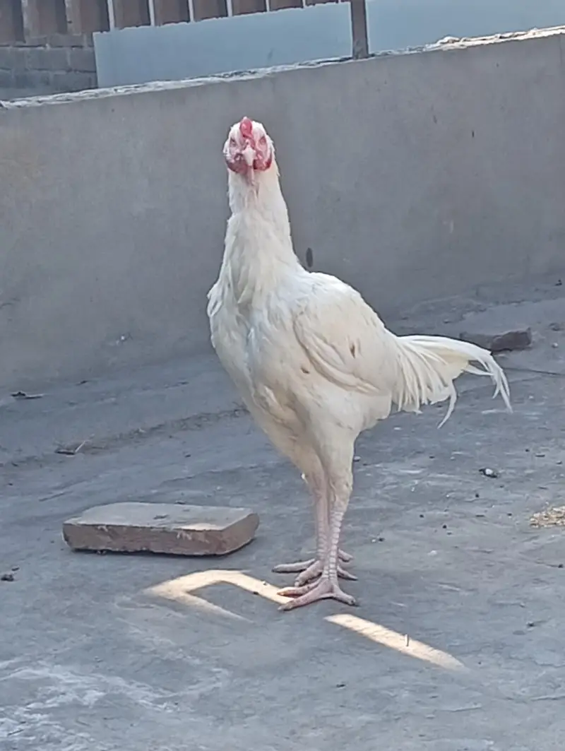 DESI CHICKS   AND  Top Quality WHITE  Heera Aseel Pair FOR SALE — photo 3