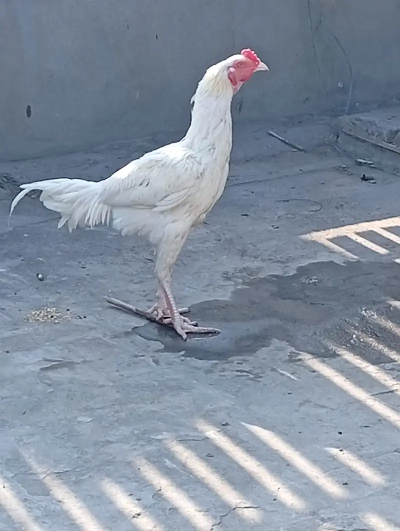 DESI CHICKS   AND  Top Quality WHITE  Heera Aseel Pair FOR SALE