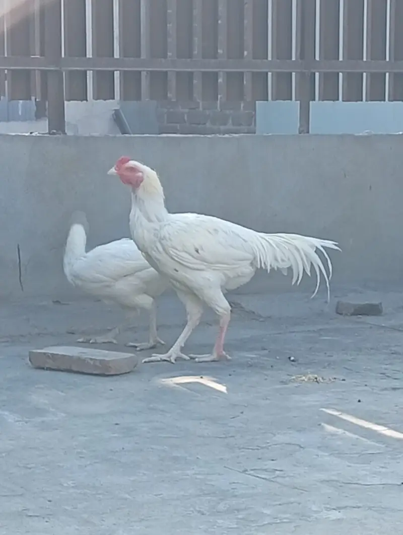 DESI CHICKS   AND  Top Quality WHITE  Heera Aseel Pair FOR SALE — photo 2