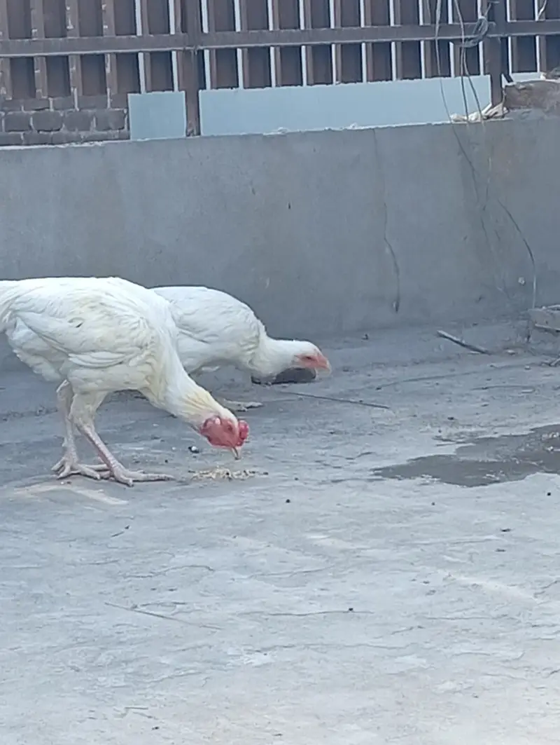 DESI CHICKS   AND  Top Quality WHITE  Heera Aseel Pair FOR SALE — photo 5