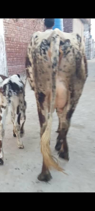 cow for sell