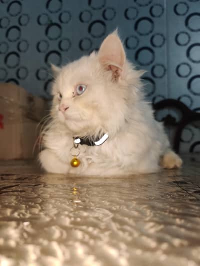 original bread fully trained