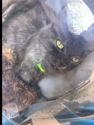 Persian cat for sale boy