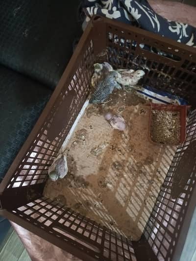 buggies baby for hand tame