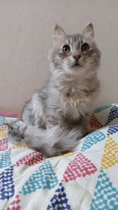 Beautiful Grey Persian Kitten for Sale (6 Months, Fluffy & Healthy)