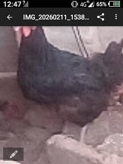 Pure Austrloop fertile egg for sale 03016041234