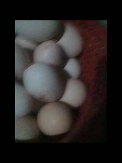 golden misri fertile egg for sale 03016041234