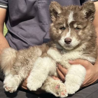 extreme quality Siberian husky long coat pedigree