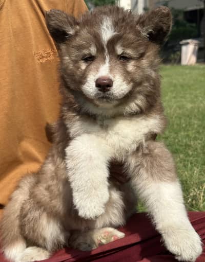 Siberian husky long coat pedigree