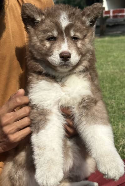 extreme quality Siberian husky long coat pedigree