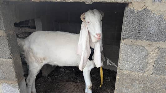pure gulabi havey khassi bakra for sale