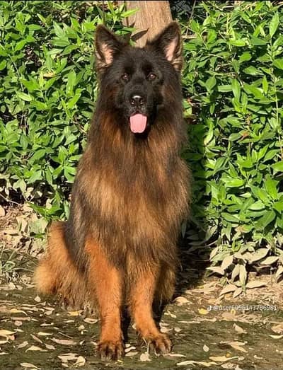German shehpherd male available for stud only
