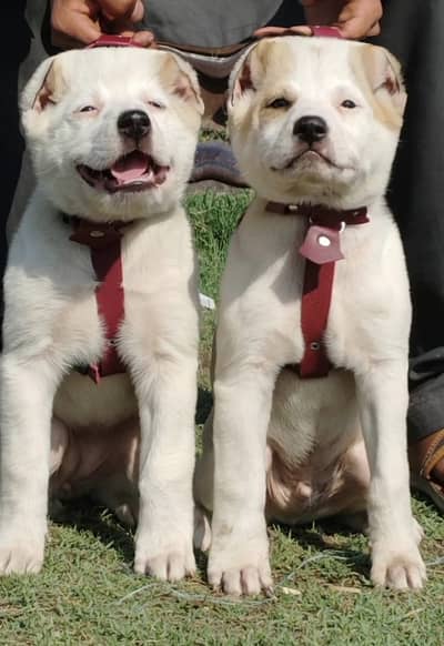 Alabai | puppy  | king alabai dog | Alabai security pair for sale