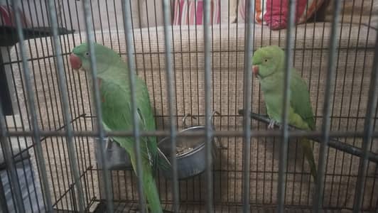 parrots for sale with cage