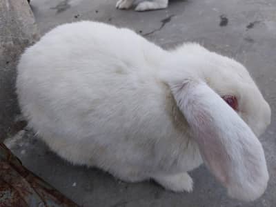 Holland Bunny's White Lop Red Eyes Rabbits