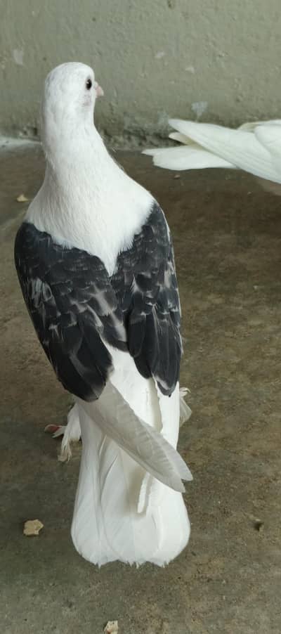 2 sherazi pair. 2 teddi pair bazi wale