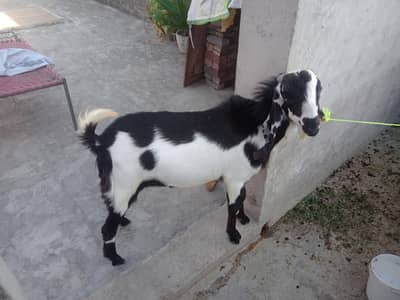 bakra urgent sale paise chieya