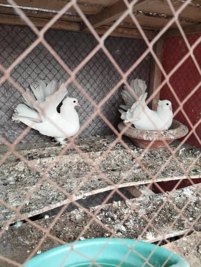 white Indian fantail lakke pair