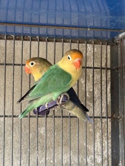 Love birds 110% breeder pair ready for 3rd breed
