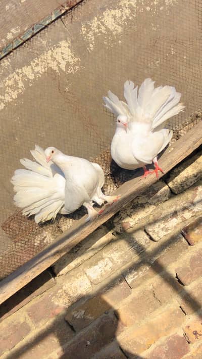 Pure lacka pair For sale Rawalpindi whatsapp 03125628540