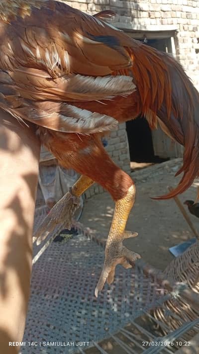 Male and female aseel hens