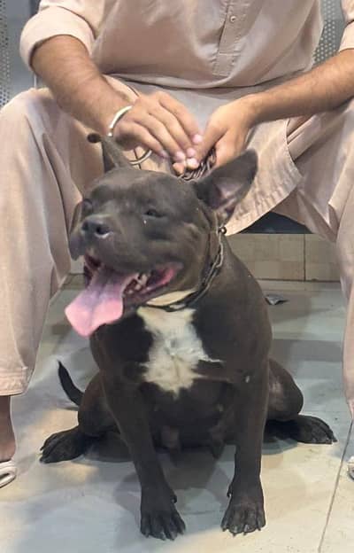 Pitbull breeder female available for sale