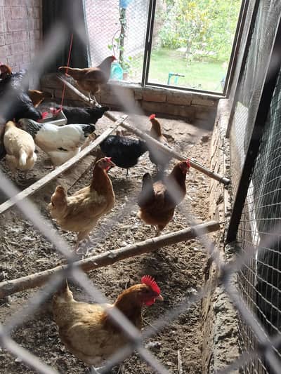egg laying fresh golden misri hens