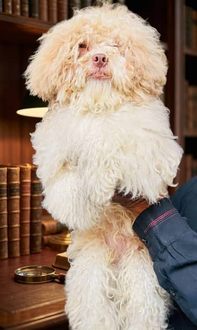 Poodle male show quality