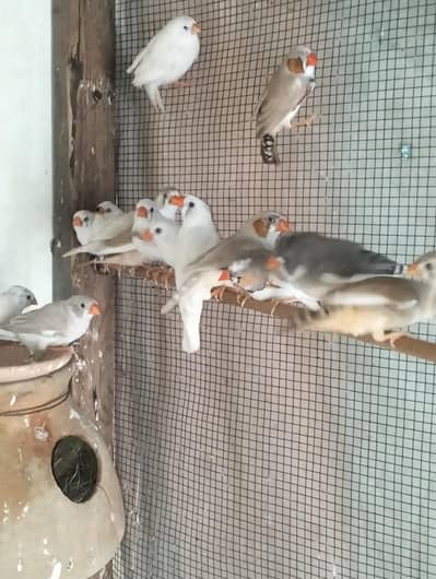 Zabra finch for sale urgent sale 03422827744