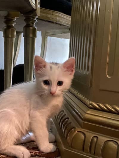 KITTENS FOR ADOPTION