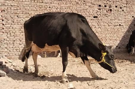 frezien cow 2nd time