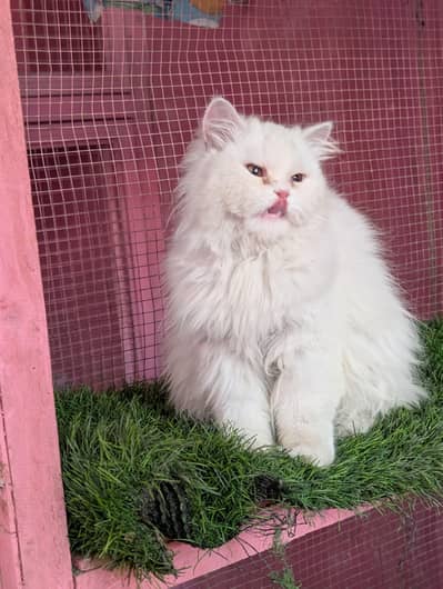 Persian female / triple coated female cat/ white cat available for