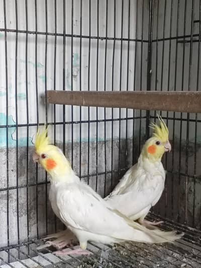 Common White Cocktail Pair For Sale.