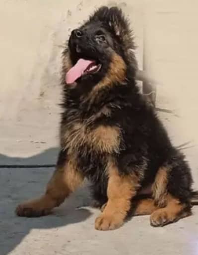 German Shepherd 03291206271
