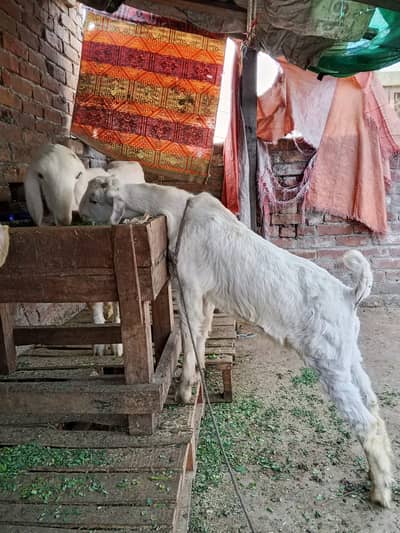 Goat For sale / Bakra