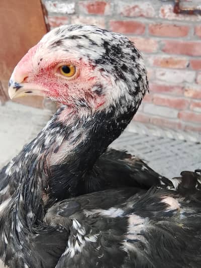 shamoo cheena patha 3.5 months ka shamoo ha