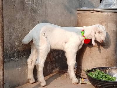 Goat For sale / Bakra