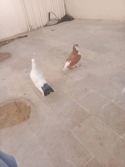 1 laka or 1 sherazi pair top quality