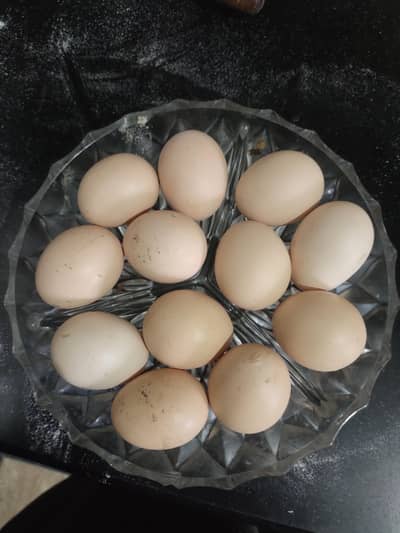 Mianwali Aseel eggs for sale
