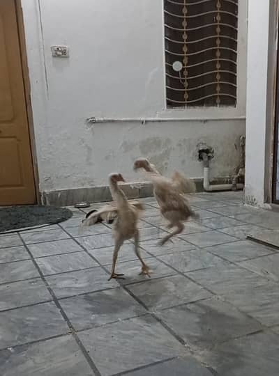 O Shamo Heera Aseel Pair