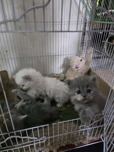 Persian Kittens for sale Persian cats