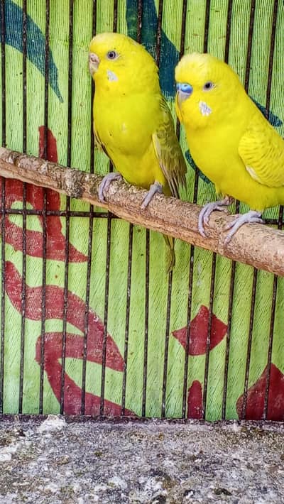 am selling the one pair of budgies paroots