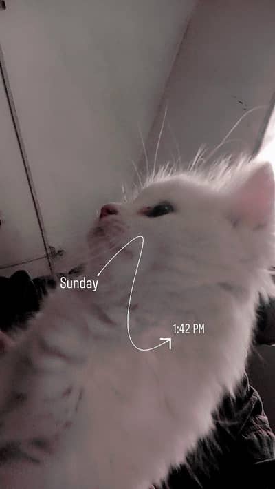 *Persian kittens available for sale*