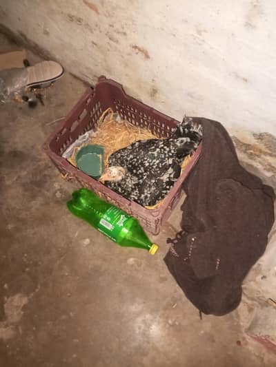 hamra pass ak murga ha our ak murge ha our Sath 14 eggs ha